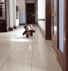 Pug in a teddy bear costume running towards the camera