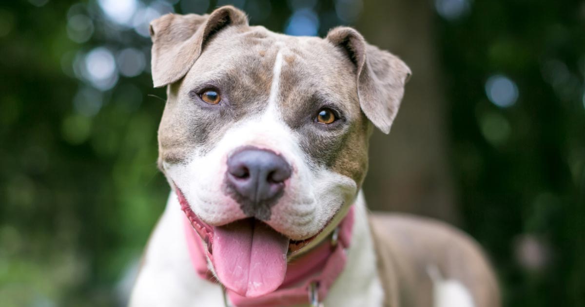 Support Us Staffy and Bully Breed Rescue Inc. Support Us Staffy and Bully Breed Rescue Inc.